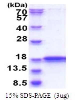 SDS-Page: IMMP2L Recombinant Protein [NBP2-51812] - 15% SDS Page (3 ug)