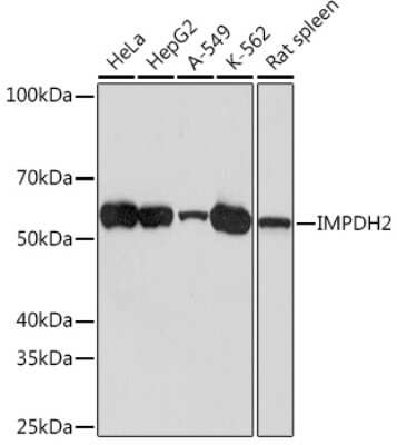 Western Blot: IMP Dehydrogenase 2/IMPDH2 Antibody (4X3S10) [NBP3-16786] - Western blot analysis of extracts of various cell lines, using IMP Dehydrogenase 2/IMPDH2 Rabbit mAb (NBP3-16786) at 1:1000 dilution. Secondary antibody: HRP Goat Anti-Rabbit IgG (H+L) at 1:10000 dilution. Lysates/proteins: 25ug per lane. Blocking buffer: 3% nonfat dry milk in TBST. Detection: ECL Basic Kit. Exposure time: 10s.