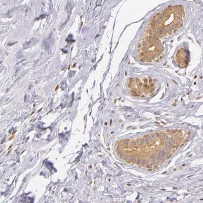 Immunohistochemistry-Paraffin: IMP Dehydrogenase 2/IMPDH2 Antibody [NBP1-86177] - Staining of human breast shows moderate cytoplasmic and nuclear positivity in glandular cells.