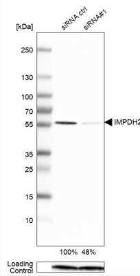 Western Blot: IMP Dehydrogenase 2/IMPDH2 Antibody [NBP1-86177] - Analysis in U-251MG cells transfected with control siRNA, target specific siRNA probe #1, using Anti-IMPDH2 antibody. Remaining relative intensity is presented. Loading control: Anti-PPIB