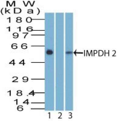 Western Blot: IMP Dehydrogenase 2/IMPDH2 Antibody [NBP2-27069] -  Analysis of IMPDH2 using IMPDH2 antibody. Jurkat cell lysate in the 1) absence and 2) presence of immunizing peptide and 3) 3T3 lysate probed with 2 ug/ml of IMPDH2 antibody.  Goat anti-rabbit Ig HRP secondary antibody and PicoTect ECL substrate solution were used for this test.