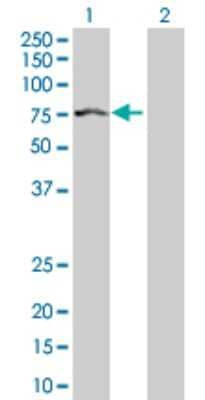 Western Blot: IMP2/IGF2BP2 Antibody [H00010644-D01P] - Analysis of IGF2BP2 expression in transfected 293T cell line by IGF2BP2 polyclonal antibody.Lane 1: IGF2BP2 transfected lysate(66.00 KDa).Lane 2: Non-transfected lysate.
