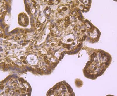 Immunohistochemistry-Paraffin: IMP3 Antibody [NBP2-75542] - Analysis of paraffin-embedded human placental tissue using anti-IMP-3 antibody. Counter stained with hematoxylin.