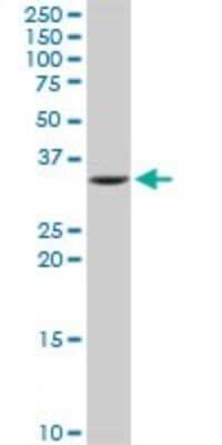 Western Blot: IMPA1 Antibody [H00003612-D01P] - Analysis of IMPA1 expression in Raw 264.7.
