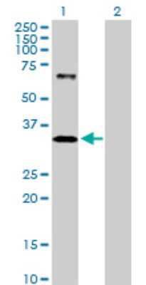 Western Blot: IMPA1 Antibody [H00003612-D01P] - Analysis of IMPA1 expression in transfected 293T cell line by IMPA1 polyclonal antibody.Lane 1: IMPA1 transfected lysate(30.20 KDa).Lane 2: Non-transfected lysate.