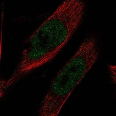 Immunocytochemistry/ Immunofluorescence IMPACT Antibody