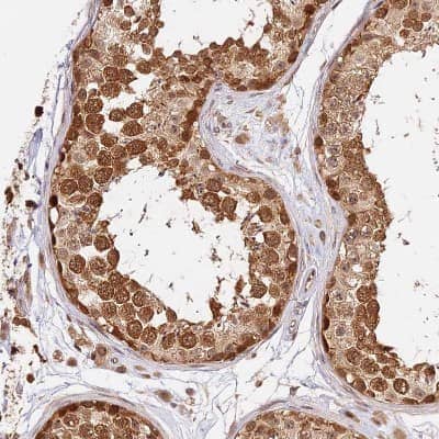 Immunohistochemistry-Paraffin IMPACT Antibody