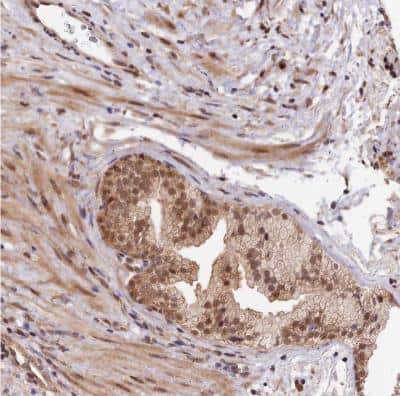Immunohistochemistry-Paraffin IMPACT Antibody - BSA Free