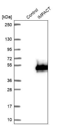 Western Blot IMPACT Antibody