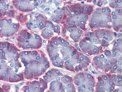 Immunohistochemistry-Paraffin: IMPDH1 Antibody [NBP1-52933] - Human Pancreas.