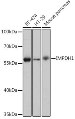 Western Blot: IMPDH1 Antibody [NBP3-15495] - Western blot analysis of extracts of various cell lines, using IMPDH1 Rabbit pAb (NBP3-15495) at 1:1000 dilution. Secondary antibody: HRP Goat Anti-Rabbit IgG (H+L) at 1:10000 dilution. Lysates/proteins: 25ug per lane. Blocking buffer: 3% nonfat dry milk in TBST. Detection: ECL Basic Kit. Exposure time: 10s.