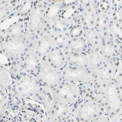 Immunohistochemistry-Paraffin: IMPG2 Antibody [NBP2-58919] - Staining of human kidney shows mainly negative staining in cells in tubules.