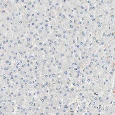 Immunohistochemistry-Paraffin: IMPG2 Antibody [NBP2-58919] - Staining of human liver shows no positivity in hepatocytes as expected.