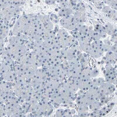 Immunohistochemistry-Paraffin: IMPG2 Antibody [NBP2-58919] - Staining of human pancreas shows no positivity in exocrine glandular cells as expected.