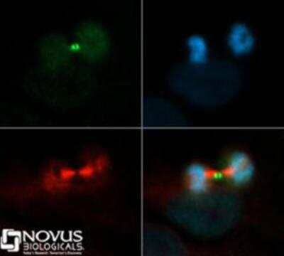 Immunocytochemistry/Immunofluorescence: INCENP Antibody [NB100-2286] - INCENP antibody was tested in HeLa cells with Dylight 488 (green). Nuclei and alpha-tubulin were counterstained with DAPI (blue) and Dylight 550 (red).