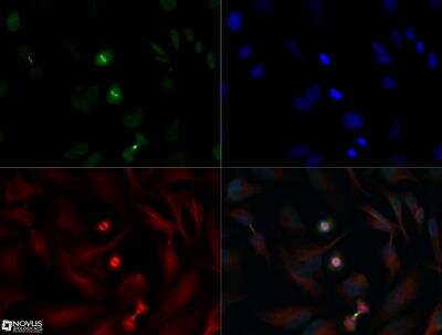Immunocytochemistry/Immunofluorescence: INCENP Antibody [NB100-2286] - INCENP antibody was tested in HeLa cells with Dylight 488 (green). Nuclei and alpha-tubulin were counterstained with DAPI (blue) and Dylight 550 (red). A concentration of 0.006 ug/ml was used. Image objective 40x.