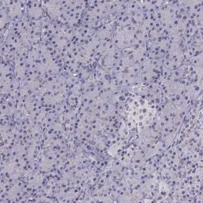 Immunohistochemistry-Paraffin: INCENP Antibody [NBP2-62620] - Staining of human pancreas shows low expression as expected.