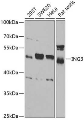 Western Blot: ING3 Antibody [NBP3-04816] - Analysis of extracts of various cell lines, using ING3 antibody at 1:1000 dilution. Secondary antibody: HRP Goat Anti-Rabbit IgG (H+L) at 1:10000 dilution. Lysates/proteins: 25ug per lane. Blocking buffer: 3% nonfat dry milk in TBST. Detection: ECL Basic Kit