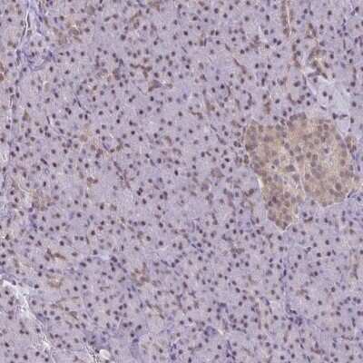 Immunohistochemistry-Paraffin: ING4 Antibody [NBP2-33828] - Staining of human pancreas shows moderate nuclear positivity in exocrine glandular cells and additional cytoplasmic staining in islets of Langerhans.