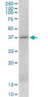 Western Blot: ING4 Antibody [H00051147-B01P] - Analysis of ING4 expression in NIH/3T3.