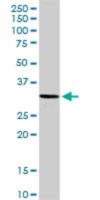 Western Blot: ING4 Antibody [H00051147-D01P] - Analysis of ING4 expression in human liver.