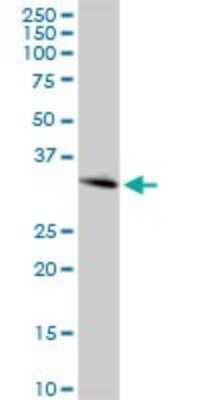 Western Blot: ING4 Antibody [H00051147-D01P] - Analysis of ING4 expression in mouse kidney.