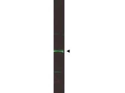 Western Blot ING5 Antibody