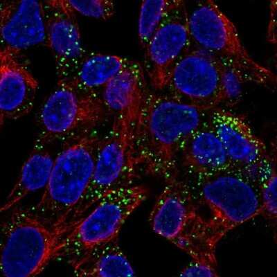 Immunocytochemistry/ Immunofluorescence INHBE Antibody - BSA Free