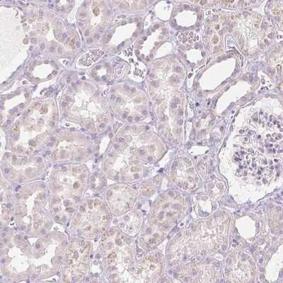 Immunohistochemistry-Paraffin INHBE Antibody - BSA Free