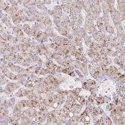 Immunohistochemistry-Paraffin INHBE Antibody - BSA Free
