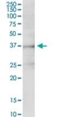 Immunoprecipitation: INHBE Antibody [H00083729-D01P] - Analysis of INHBE transfected lysate using anti-INHBE rabbit polyclonal antibody and Protein Magnetic Bead, and immunoblotted with INHBE purified mouse polyclonal antibody (B02P).