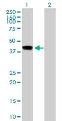 Western Blot: INHBE Antibody [H00083729-B02P] - analysis of INHBE expression in transfected 293T cell line by INHBE MaxPab polyclonal antibody. Lane 1: INHBE transfected lysate (38.5 KDa). Lane 2: Non-transfected lysate.