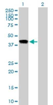 Western Blot: INHBE Antibody [H00083729-B02P] - Analysis of INHBE expression in transfected 293T cell line by INHBE polyclonal antibody.  Lane 1: INHBE transfected lysate(38.5 KDa). Lane 2: Non-transfected lysate.