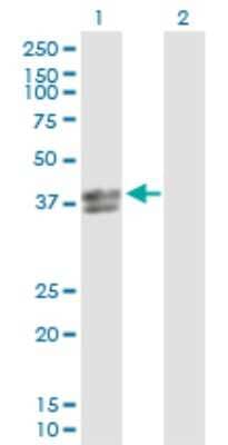 Western Blot: INHBE Antibody [H00083729-D01P] - Analysis of INHBE expression in transfected 293T cell line by INHBE polyclonal antibody.Lane 1: INHBE transfected lysate(38.60 KDa).Lane 2: Non-transfected lysate.