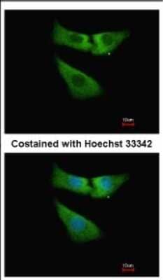 Immunocytochemistry/Immunofluorescence: INMT Antibody [NBP2-16967] - Immunofluorescence analysis of methanol-fixed A549, using antibody at 1:500 dilution.