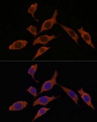 Immunocytochemistry/Immunofluorescence: INMT Antibody [NBP3-04606] - Analysis of L929 cells using INMT antibody at dilution of 1:100. Blue: DAPI for nuclear staining.