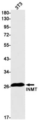 Western Blot: INMT Antibody (S08-9C6) [NBP3-19663] - Western blot detection of INMT in 3T3 cell lysates using NBP3-19663 (1:1000 diluted). Predicted band size: 29kDa. Observed band size: 29kDa.