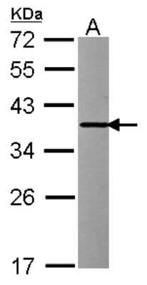 Western Blot: INMT Antibody [NBP2-16967] - Sample (30 ug of whole cell lysate) A: HCT116 12% SDS PAGE gel, diluted at 1:1000.