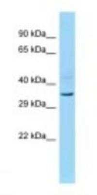 Western Blot: INO80B Antibody [NBP1-98506] - Mouse Liver Lysate 1.0ug/ml, Gel Concentration: 12%