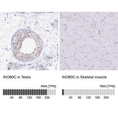 Immunohistochemistry-Paraffin: INO80C Antibody [NBP2-14123] - Staining in human testis and skeletal muscle tissues.. Corresponding INO80C RNA-seq data are presented for the same tissues.