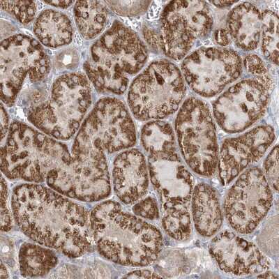 Immunohistochemistry-Paraffin: INPP1 Antibody [NBP2-48662] - Staining of human kidney shows strong cytoplasmic positivity in tubular cells.