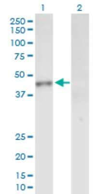 Western Blot: INPP1 Antibody [H00003628-B01P] - Analysis of INPP1 expression in transfected 293T cell line by INPP1 polyclonal antibody.  Lane 1: INPP1 transfected lysate(43.89 KDa). Lane 2: Non-transfected lysate.