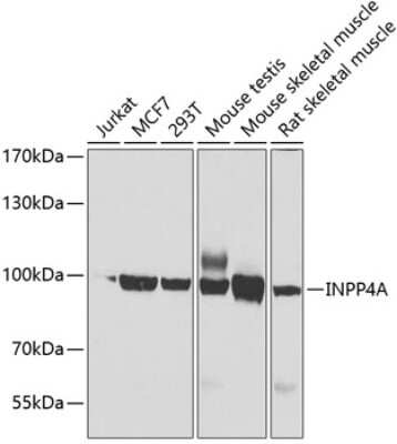Western Blot INPP4A Antibody - BSA Free