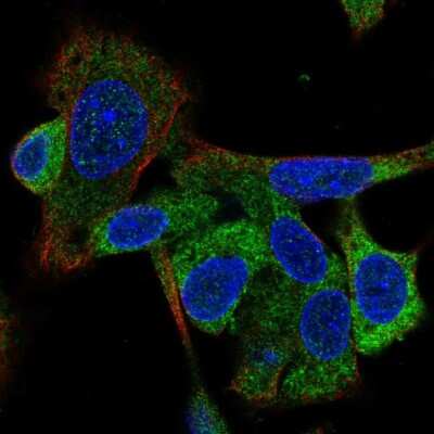 Immunocytochemistry/Immunofluorescence: INPP5A Antibody [NBP2-56659] - Staining of human cell line Hep G2 shows localization to cytosol. Antibody staining is shown in green.