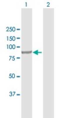 Western Blot: INPP5B Antibody [H00003633-D01P] - Analysis of INPP5B expression in transfected 293T cell line by INPP5B polyclonal antibody.Lane 1: INPP5B transfected lysate(85.00 KDa).Lane 2: Non-transfected lysate.