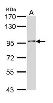 Western Blot INPP5B Antibody - BSA Free