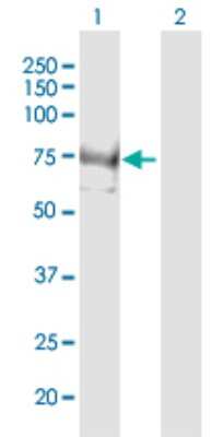 Western Blot: INPP5E Antibody [H00056623-B01P] - Analysis of INPP5E expression in transfected 293T cell line by INPP5E polyclonal antibody.  Lane 1: INPP5E transfected lysate(70.84 KDa). Lane 2: Non-transfected lysate.