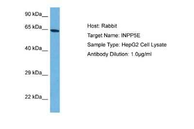 Western Blot: INPP5E Antibody [NBP2-85092] - Host: Rabbit. Target Name: INPP5E. Sample Tissue: Human HepG2 Whole Cell lysates. Antibody Dilution: 1ug/ml