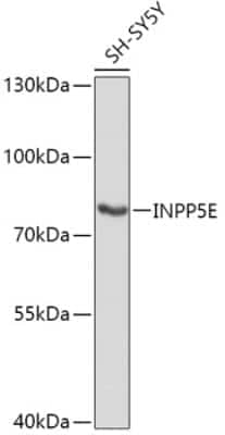 Western Blot INPP5E Antibody - Azide and BSA Free