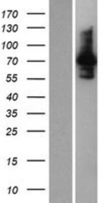 Western Blot: INPP5E Overexpression Lysate (Adult Normal) [NBP2-06696] Left-Empty vector transfected control cell lysate (HEK293 cell lysate); Right -Over-expression Lysate for INPP5E.